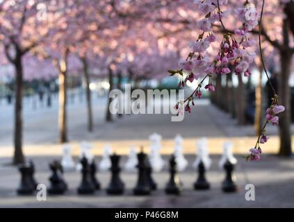 Un inizio di mattina nel parco rosa dei ciliegi in Stoccolma, Kungsträdgården. Aprile,2018. Foto Stock