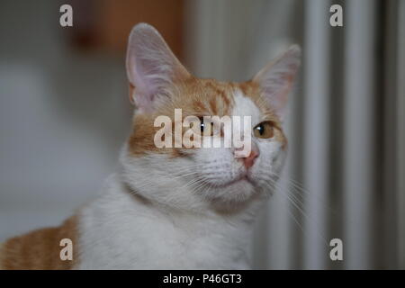 White & Ginger cat guardando Foto Stock