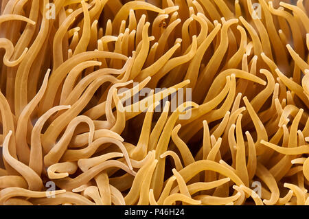 Sistemazione caotica dei tentacoli degli anemoni marini di serpente (Anemonia sulcata) nel Parco Naturale di Ses Salines (Formentera, Isole Baleari, Spagna) Foto Stock