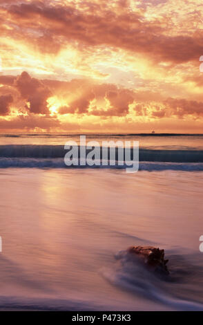 Playa del Carmen, Messico; conchiglia sulla spiaggia di sunrise Foto Stock