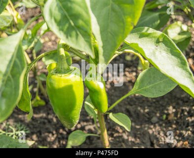 Il verde di peperone dolce cresce nel terreno in giardino, il concetto di coltivazione biologica di verdure Foto Stock