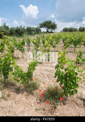 Vigneto in Provenza francese area e fioritura rosso papavero Foto Stock