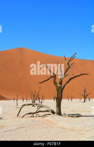 Deadvlei una pentola di creta una volta ex palude. Le dune di sabbia invadeva il bloccaggio del fiume che scorre e gli alberi morti. Gli alberi sono ora scheletri. Foto Stock