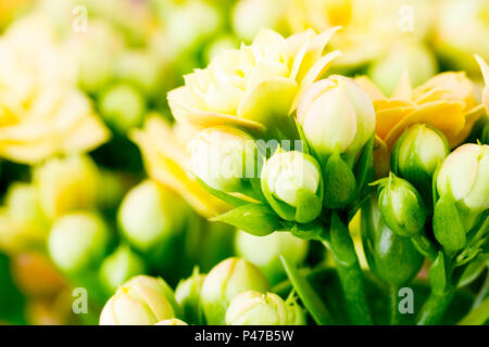 Kalanchoe Blossfeldiana fiori gialli close up Foto Stock