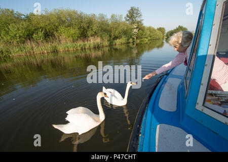 La donna in vacanza barca sul fiume cigni di alimentazione dalla finestra, Fiume Ant, Norfolk Broads, UK. Maggio Foto Stock