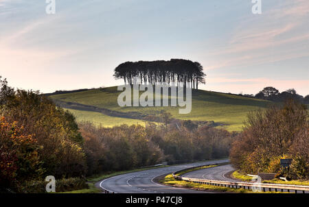 Un supporto di alberi sulla cima di una collina accanto alla A30 nel Devon, Inghilterra, Regno Unito. Foto Stock
