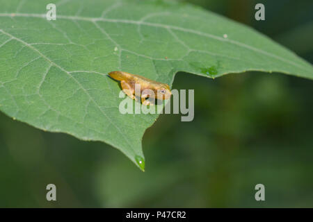 Un giovane treefrog grigio con coda ancora attaccato. Foto Stock