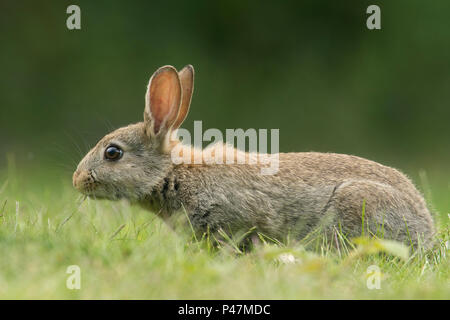 Coniglio europeo, oryctolagus cuniculus, coniglio giovane alimentando in erba, può, Norfolk, Regno Unito, Foto Stock