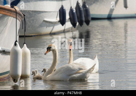 Cigno famiglia, maschio e femmina giovane cygnets tra barche vacanze Elemosinare il cibo. Cygnus olor, Norfolk Broads, Il Fiume Ant, UK. Maggio Foto Stock