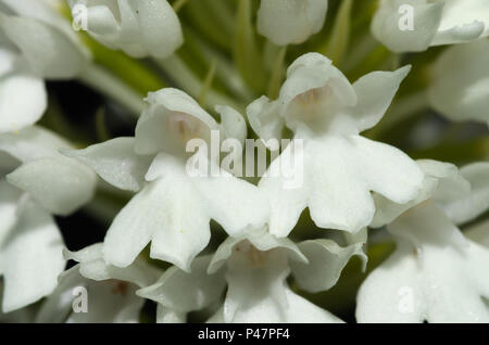 Rari fiori bianchi - albiflora - versione di wild orchide (Anacamptis pyramidalis). Dettaglio dei fiori. Serra da Arrabida, Portogallo. Foto Stock