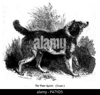 113. Acqua Spaniel. Foto Stock