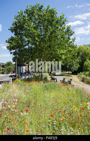 Wild fiori di prato, Barnes Pond, Barnes, London, SW13, Regno Unito Foto Stock