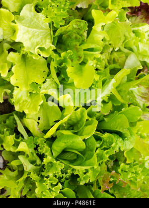 Insalata mista di foglie di "Rocky Top mix di ceppo di lattuga, Lactuca sativa, nel giardino estivo Foto Stock