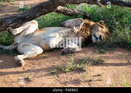 Maschio di Leone Panthera leo giacente dormire in una posizione sgraziata Foto Stock