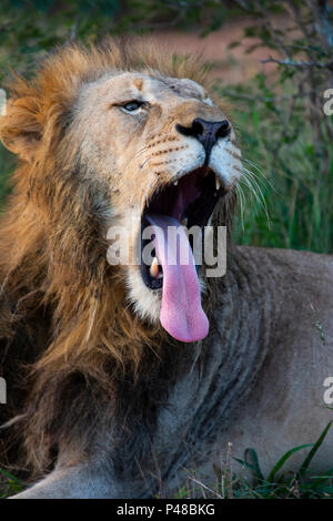 Close up dei maschi di testa di leone Panthera leone ruggente Foto Stock