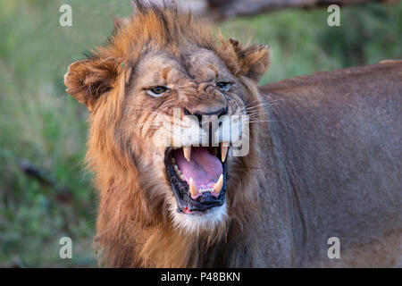 Close up dei maschi di testa di leone Panthera leone ruggente Foto Stock