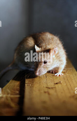 Marrone (Ratto rattus norvegicus) su legno in casa Foto Stock