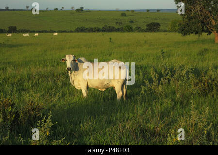 NOVA ANDRADINA, MS - 24.03.2015: GADO EM NOVA ANDRADINA MS - Gado nelore em fazenda localizada na cidade de Nova Andradina-MS. (Foto: André Chaco / Fotoarena) Foto Stock