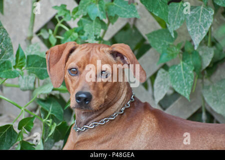 Boomer è un mix di razza ama e avente la sua immagine scattata. Foto Stock