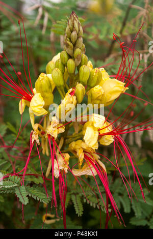 Uccello del Paradiso arbusto (Caesalpinia gilliesii)- bellissimo fiore giallo: Uvala Gradina, Korčula, Dubrovnik-Neretva, Croazia Foto Stock