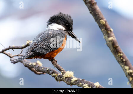 L'inanellare kingfisher (Megaceryle torquata) è un grande e cospicua e rumorosa kingfisher comunemente trovati lungo il basso Rio Grande Valley nel sud-est Foto Stock