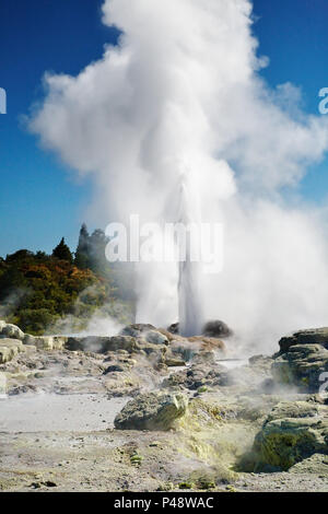 Pohutu Geyser eruzione, Nuova Zelanda Foto Stock