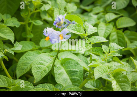 Fiori su patata precoce Swift nel mese di giugno nel Regno Unito Foto Stock