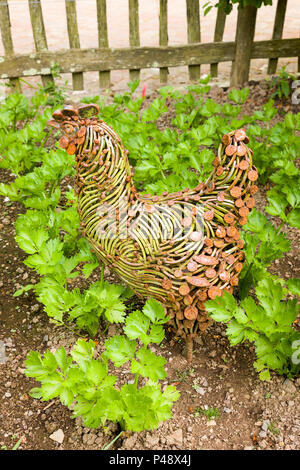 Uccelli ornamentali uccello in un orto in Devon UK Foto Stock