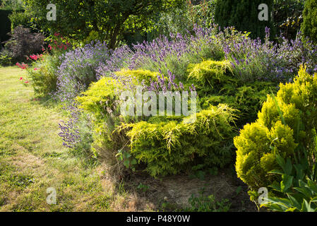 Luce della Sera mette in evidenza le piante in un misto di confine erbaceo nel mese di luglio in un giardino inglese nel Regno Unito Foto Stock