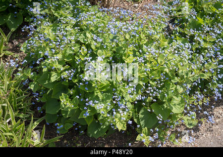 Brunnera Macrophylla Langtrees fioritura in un giardino inglese Foto Stock