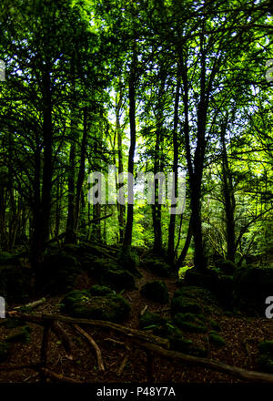 Puzzlewood, Foresta di Dean, nel Gloucestershire. Foto Stock