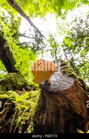 Pollo di boschi fungo, Puzzlewood, Foresta di Dean, nel Gloucestershire. Foto Stock