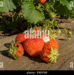 Fragola Cambridge preferito, Fragaria x ananassa, fragole crescere sulla pianta Foto Stock