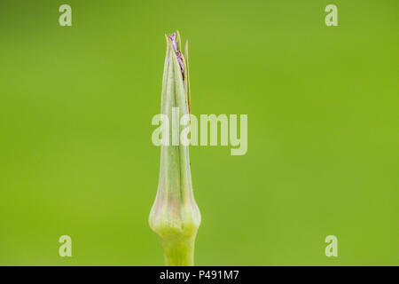 Un comune salsefrica (Tragopogon porrifolius) in bud Foto Stock