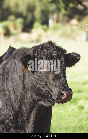 Chiudere l immagine di un toro nero su una fattoria rurale in Nuova Zelanda. Foto Stock