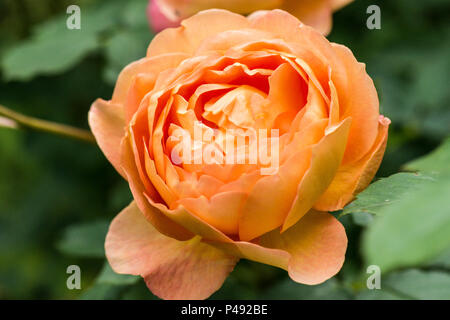 Il fiore di una signora di Shalott rose Foto Stock