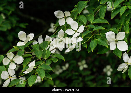 Il fiore bianco-come brattee di kousa (Cornus kousa) Foto Stock