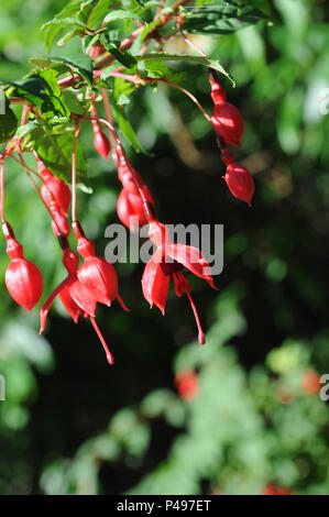 Montare Stewart Autunno Caprifoglio contea di Down Irlanda del Nord Foto Stock