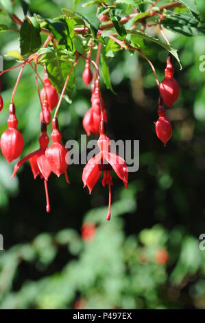 Montare Stewart Autunno Caprifoglio contea di Down Irlanda del Nord Foto Stock