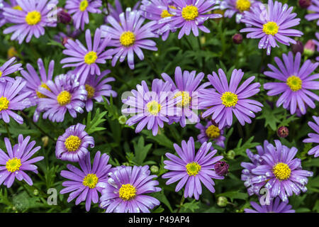 Brachyscome iberidifolia Foto Stock