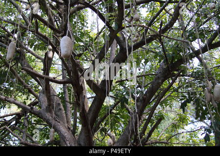 Frutti pendenti dell'insaccato Tree (Kigelia Africana) Foto Stock