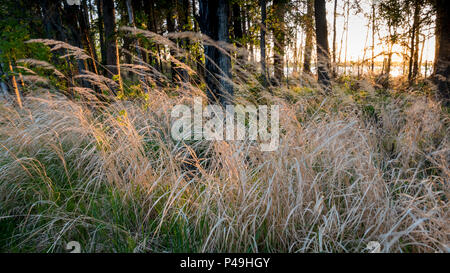 Vento increspato erbe lunghe sotto gli alberi forestali, Dore Lago, Saskatchewan, Canada Foto Stock