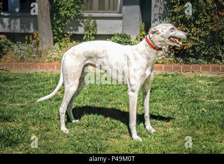 Levriero bianco cane nel cortile anteriore della casa. Signor © Myrleen Pearson.....Ferguson Cate Foto Stock
