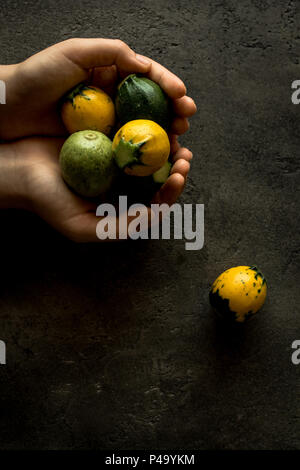 Mani femminili Holding giallo e verde di zucchine rotonde rustico sfondo scuro Foto Stock