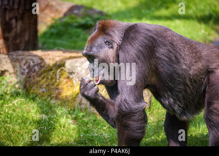 Ritratto di una grande pianura occidentale gorilla Foto Stock