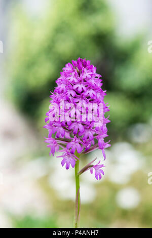 Anacamptis pyramidalis . Orchide Foto Stock