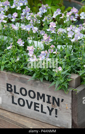 Nemesia fruticans. Nemesia fiori in un vassoio di legno con bloomin' incantevole stampato sul lato a una mostra del fiore. Regno Unito Foto Stock