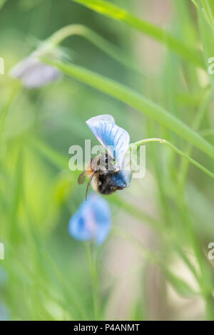 Bombus pascuorum su Lathyrus sativus var. Azureus. Pisello dolce. Pisello di erba. Carda comune Ape su un pisello Cicerchia fiore in giugno. Regno Unito Foto Stock