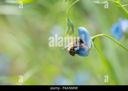 Bombus pascuorum su Lathyrus sativus var. Azureus. Pisello dolce. Pisello di erba. Carda comune Ape su un pisello Cicerchia fiore in giugno. Regno Unito Foto Stock