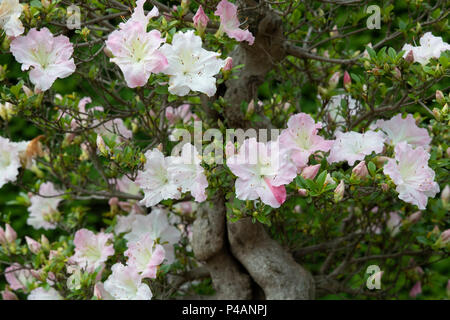 Bonsai Rhododendron 'Satsuki' albero in fiore. Regno Unito Foto Stock